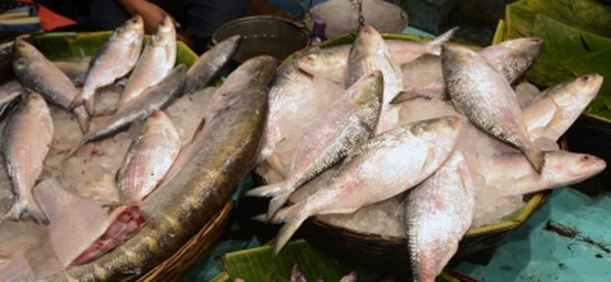 यूपी के चंदौली में जल्द खुलेगा एशिया का सबसे बड़ा फिश मार्केट